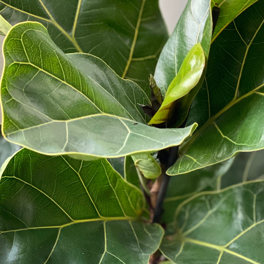 10" Fiddle Leaf Fig