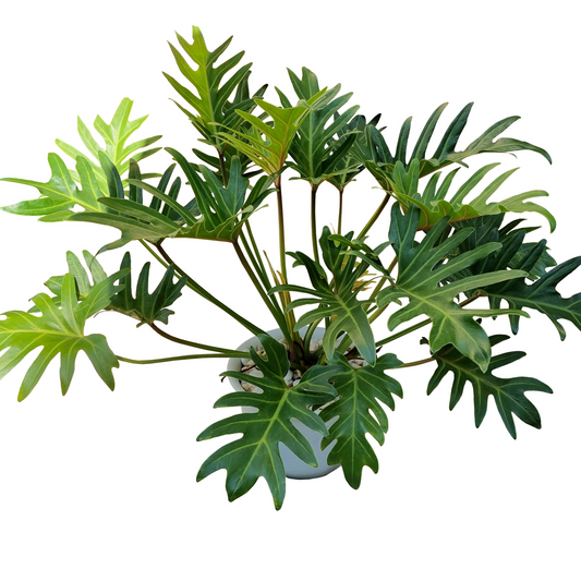 10" Philodendron Xanadu